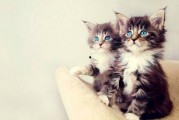 娱乐吃瓜酱小猫咪被吓